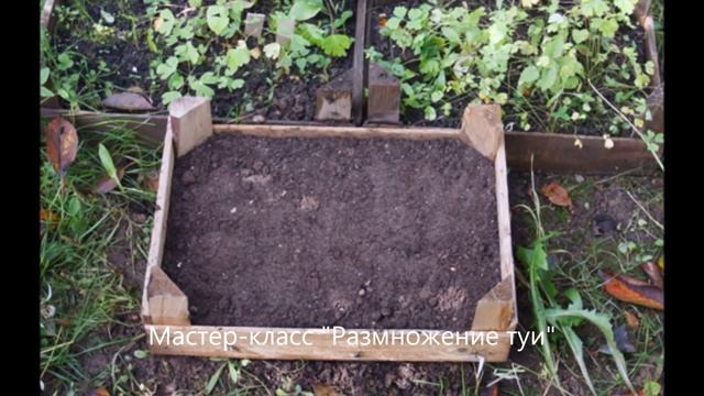 ТУЯ 1Ч. РАЗМНОЖЕНИЕ ТУИ И ДРУГИХ ХВОЙНЫХ #РАЗМНОЖЕНИЕ_ТУИ_СЕМЕНАМИ_ЧЕРЕНКАМИ И ДР #oldenburgru#12 смотреть онлайн