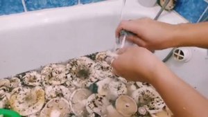 Как быстро почистить грузди?