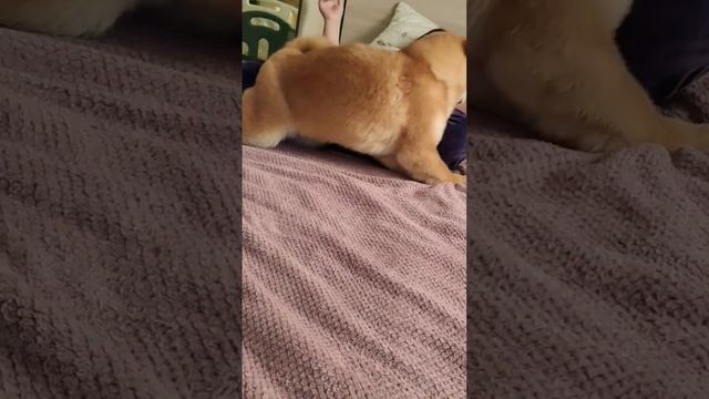 тихий час сиба ину #продажащенков #сиба #shibainu #шиба #shiba #сибаину #likedogs
