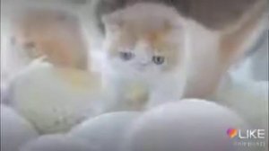 Котята стали вылупляются из яиц