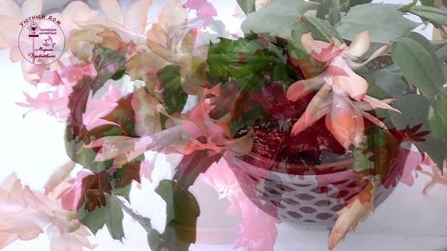 Цветущие зимой комнатные растения