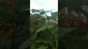 Малина "Гусар"