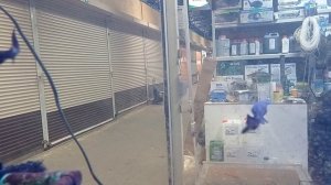 Птичий рынок