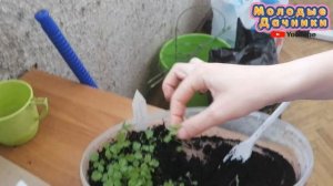 Пикировка рассады земляники из семян в домашних условиях