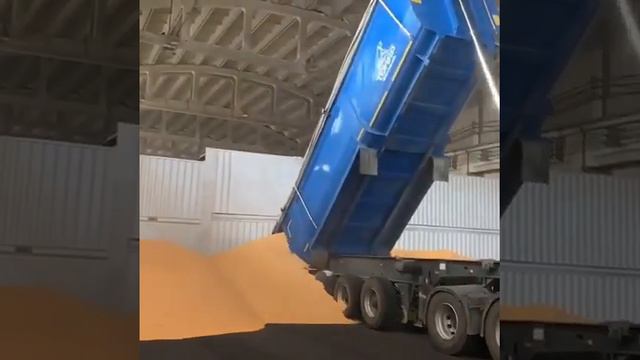 Кукуруза Оптом на Экспорт. Оптом продаем. смотреть онлайн