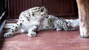 Малыши снежного барса с мамой  Ленинградский зоопарк в Санкт Петербурге