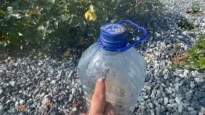 Ошибки при укрытии бутылкой. Питомник растений Е. Иващенко