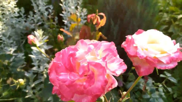 Мой сад. Август 2019 года смотреть онлайн