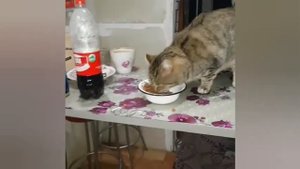 Начало Балдежа,Руслан Гительман и его все невесты,Оляй,Денис,Батя,Матя,Настольгия,Начало истории