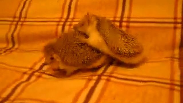 так ипуцца ёжики смотреть онлайн