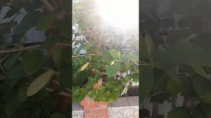 Магнолия Зибольда (наблюдение за растением)