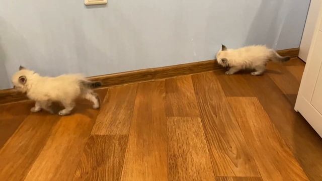 Котята породы Невская маскарадная возраст 1,5 месяца