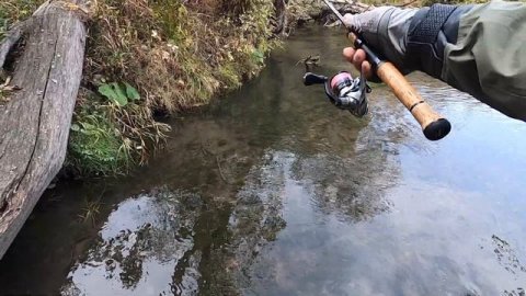 День крупной форели