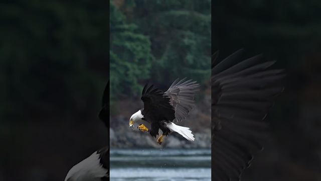 Can eagles eat while flying? #bird #eagles #eaglemovies Glad I’m not a fish!