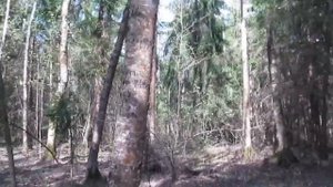 Бледная поганка