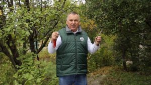 Как избавиться от СТЕКЛЯННИЦЫ: от обнаружения до ПОБЕДЫ над вредителем