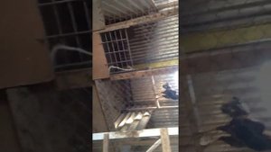 Бойцовые петухи и куры...Питомник Дубецкого...mov