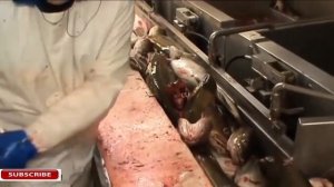 Ловля морепродуктов и обработка рыбы сразу из сети, в трюмах огромного корабля