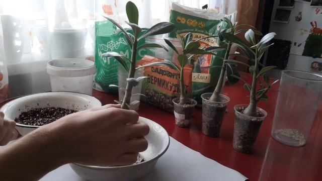 Пересадка и грунт для адениумов смотреть онлайн