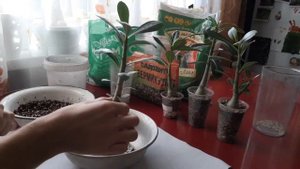 Пересадка и грунт для адениумов