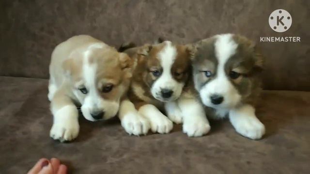 50 дней свободные щенки. девочки смотреть онлайн