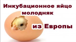 Запись на яйцо и молодняк,индюшата и цыплята из Европы. Сезон 2023 открыт