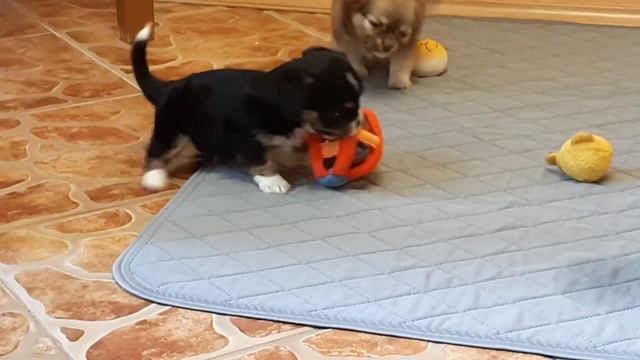 ПРОДАЖА щенки смотреть онлайн