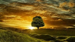 The Ambientalist - Beautiful