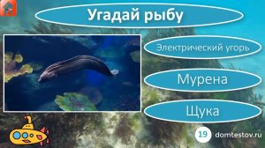 Тест Рыбы. Угадай рыбу. Проверь хорошо ли ты знаешь рыб в игре-викторине. 10 вопросов. Тест №2