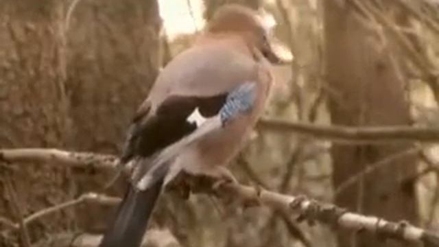 Alla Titievskaya - чаривна скрипка смотреть онлайн