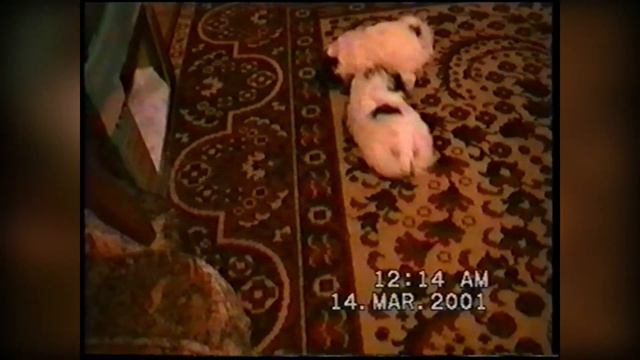 Моя живность 18 03 2001 смотреть онлайн