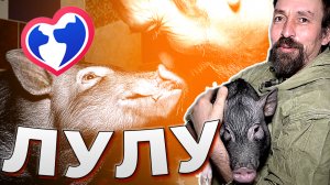 Свинка ЛУЛУ | Помощь животным