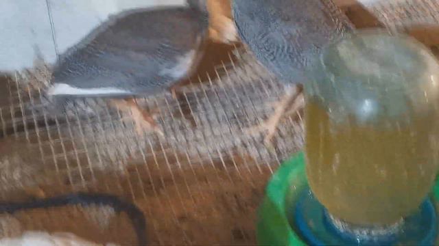 Обзор хозяйства. "Мое Подворье". "Мое Подворье" смотреть онлайн