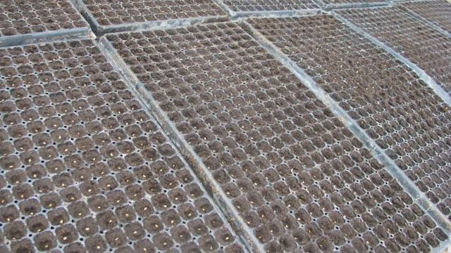 Томат в теплице. Садовое - серия 2 - посев. Посев томата в теплице. Помидор в теплице. смотреть онлайн