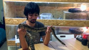 УДАВ-УБИЙЦА! Рассказ про тринидадского удава (Boa constrictor "Trinidad")