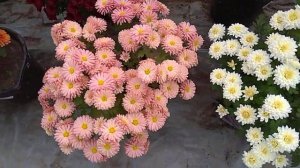 Чем отличается Корейская Хризантема от Шаровидной Мультифлоры.