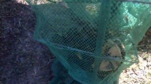 Рыбалка на косынки. Проверяю раколовки. Ловлю раков