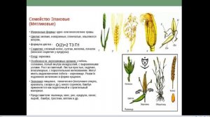 Семейства Лилейные и Злаки