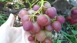 Виноград Ливия Grapes Liviya 2020