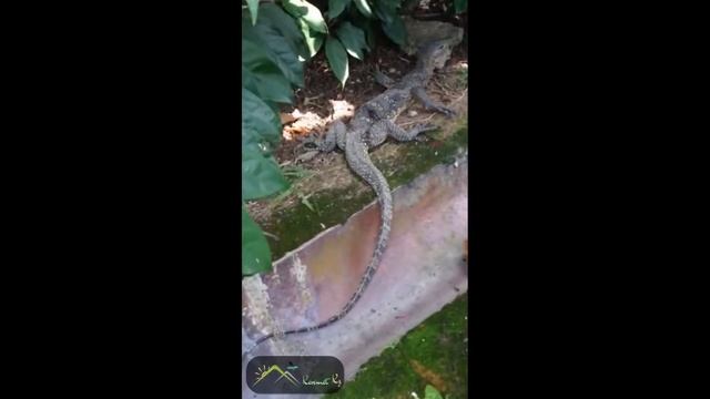 Большая ящерица в городе. Не каждый день такое увидишь. смотреть онлайн