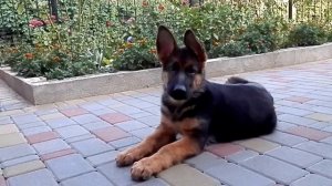 ДРЕССИРОВКА РЭКСА. Щенок немецкой овчарки 3 мес.Training a German Shepherd puppy.Odessa.