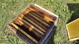 Выводим семью из роевого состояния. 100 % метод!