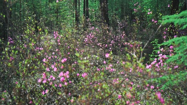 "Амгинская сакура" или где найти Рододендрон смотреть онлайн
