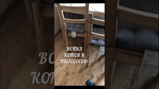 Война котов и пылесосов!..) #shorts