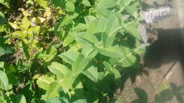 Мята лечебное растение смотреть онлайн