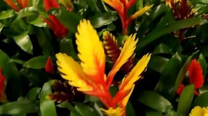 Bromeliads - Vriesea mix