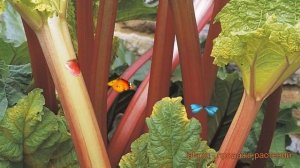 Ревень обыкновенный Канада Ред ? обзор: как сажать, саженцы ревеня Канада Ред