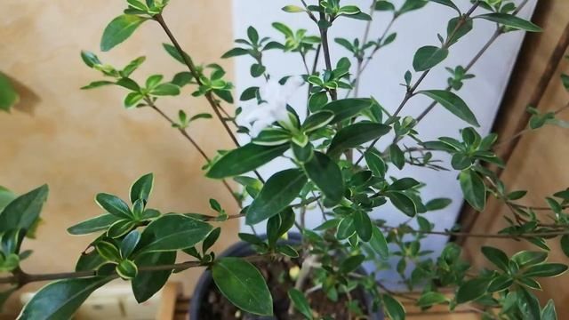 Серисса вариегатная SERISSA FOETIDA VARIEGATA