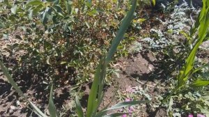 Гладиолусы. Уход за гладиолусами летом. Когда и чем подкормить, когда поливать, когда выкапывать.