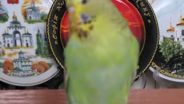 Зелёная коричная чешунья апрель 2014 смотреть онлайн